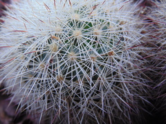 Mammillaria densispina