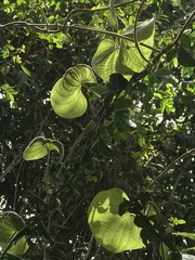 Dioscorea esculenta spinosa