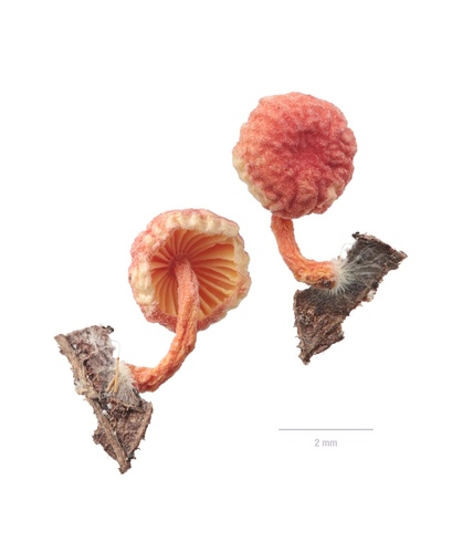 Russula ryukokuensis