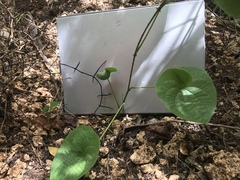 Dioscorea esculenta spinosa