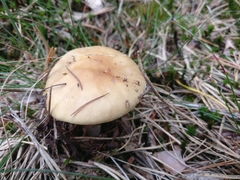 Amanita junquillea