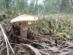 Amanita junquillea