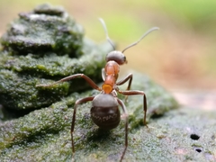 Formica rufa