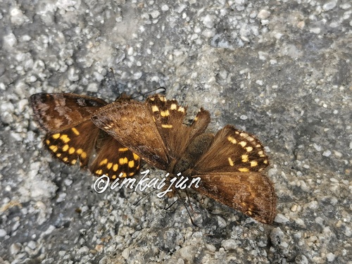Mountainous Duskywing