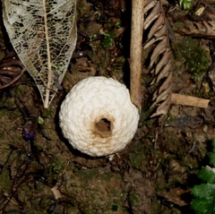 Lycoperdon compactum