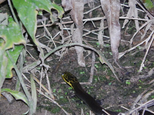 Aspidomorphus muelleri observed 2024-07-26