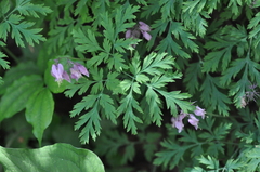 Dicentra formosa formosa