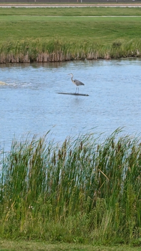 Great Blue Heron photographed in North Dakota