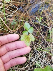 Rubus arcticus acaulis