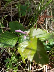Rubus arcticus acaulis