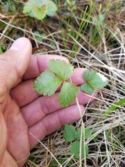 Rubus arcticus acaulis