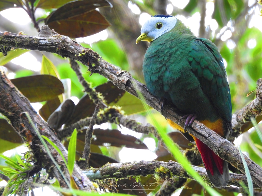 Black-naped Fruit-Dove (Ptilinopus melanospilus) photo