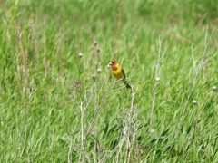 Emberiza bruniceps