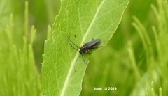 Phytoecia rufiventris