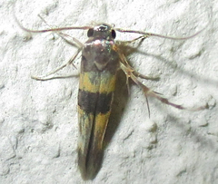 Stathmopodidae