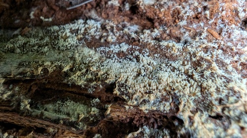 Henningsomyces candidus