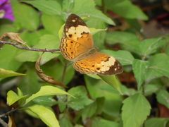 Cupha erymanthis lotis
