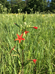 Silene regia