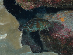 Black Wrasse photo 2