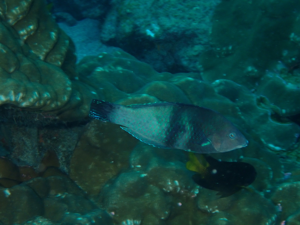 Black Wrasse