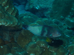 Black Wrasse photo 1