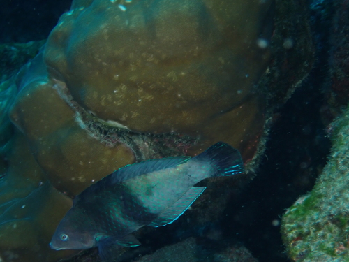 Black wrasse (Halichoeres adustus) — Labridae — 5