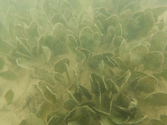 Halophila ovalis