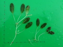 Halophila ovalis
