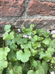Cymbalaria muralis