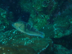 Black Wrasse photo 3