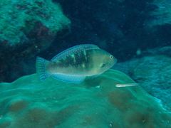 Black Wrasse photo 4
