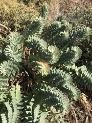 Euphorbia rigida