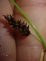 Carex punctata