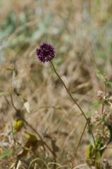Allium atroviolaceum