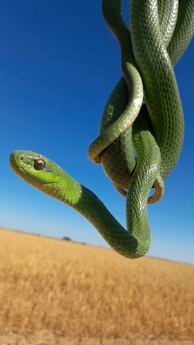 Lichtenstein's Green Racer