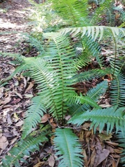 Blechnum punctulatum punctulatum
