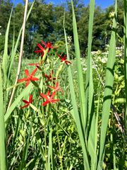 Silene regia