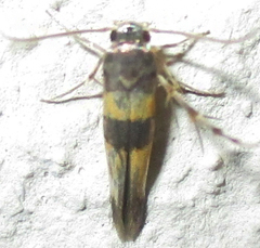 Stathmopodidae