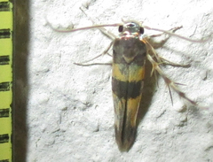 Stathmopodidae
