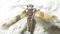 Stathmopodidae