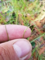 Carex leptalea