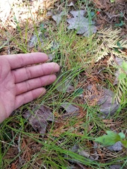 Carex leptalea
