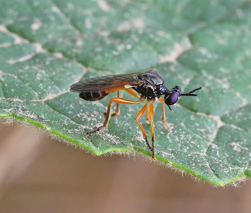 Dioctria calceata