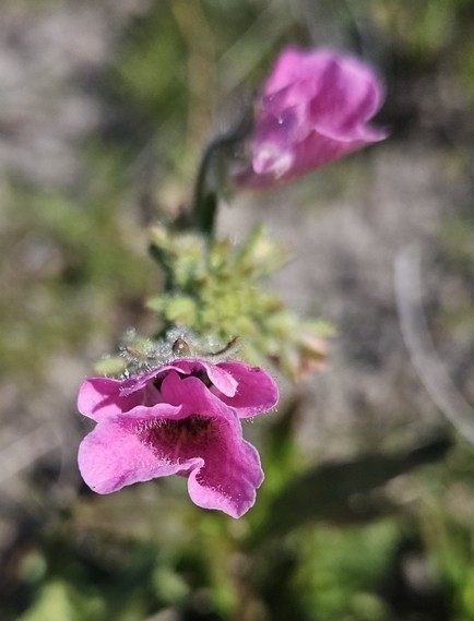 Foto de Nemesia