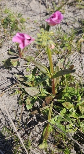 Foto de Nemesia