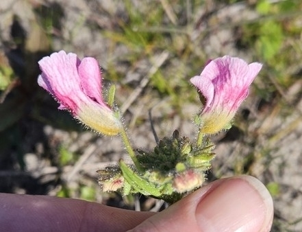 Foto de Nemesia