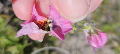 Foto de Nemesia