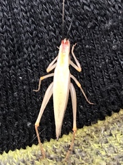 Oecanthus varicornis