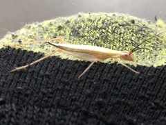 Oecanthus varicornis