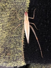 Oecanthus varicornis